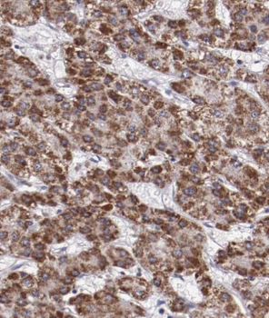 ARG1 Antibody