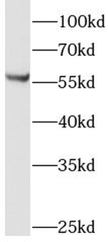 LMBR1L Antibody