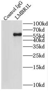 LMBR1L Antibody