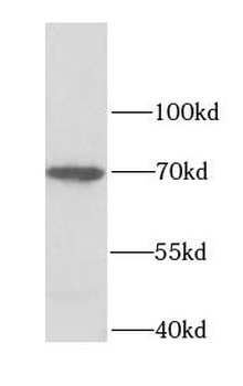 LMNB2 Antibody