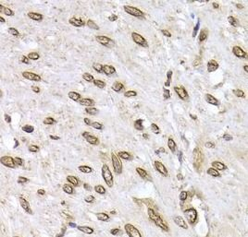 LMNB2 Antibody