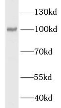 LONP1 Antibody