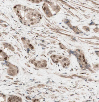 LPXN Antibody