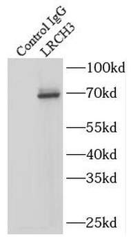 LRCH3 Antibody