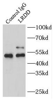 PIDD1 Antibody