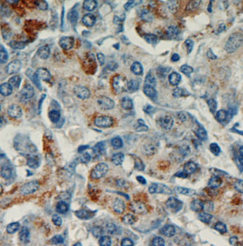 PIDD1 Antibody
