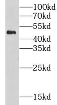 LRP2BP Rabbit Polyclonal Antibody