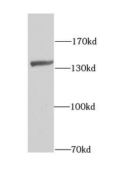 LRPPRC Rabbit Polyclonal Antibody