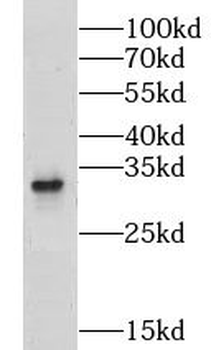 LRRC10 Antibody
