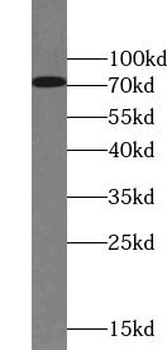 LRRC4C Antibody
