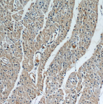 LRRC8C Rabbit Polyclonal Antibody