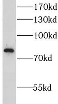 LRSAM1 Antibody