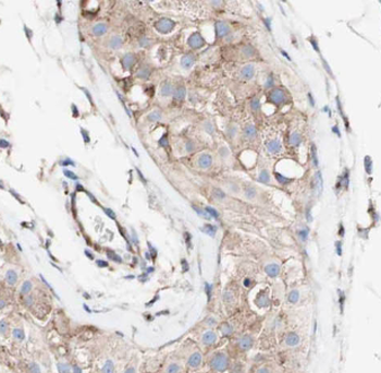 LSM14A Antibody