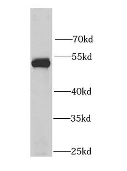 LSP1 Antibody