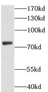 LSS Antibody