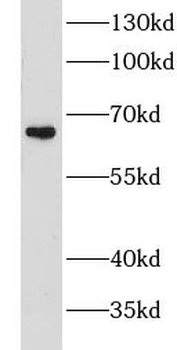 LTA4H Antibody