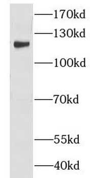 LUZP1 Rabbit Polyclonal Antibody
