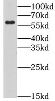 LY6G6F Antibody