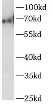 LYN Mouse Monoclonal Antibody