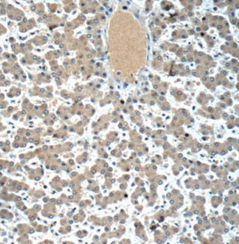 LYRM7 Rabbit Polyclonal Antibody