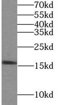 LYZL4 Antibody