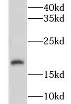 LYZL6 Rabbit Polyclonal Antibody