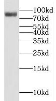 MAD1L1 Antibody