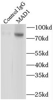 MAD1L1 Antibody