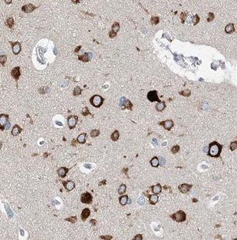 MAD1L1 Antibody