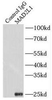 MAD2L1 Antibody