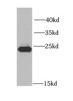 MAD2L2 Antibody