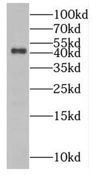 MAEA Antibody