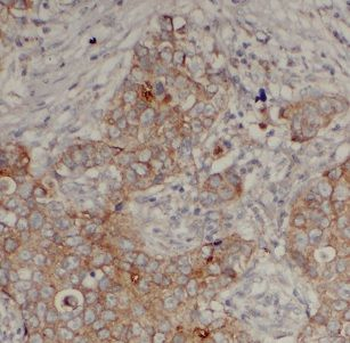 MAEA Antibody