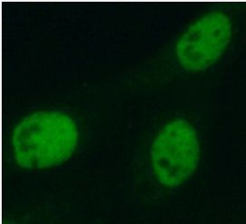 MAF Antibody