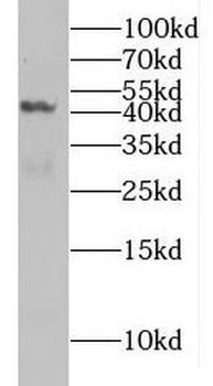 MAFB Antibody