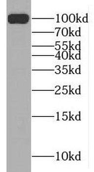 MAG Rabbit Polyclonal Antibody
