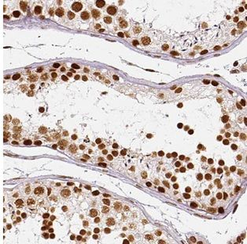 MAGEF1 Antibody