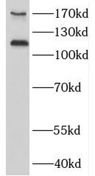 MAGI1 Antibody
