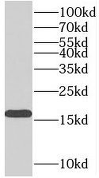 MAGOH Antibody