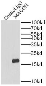 MAGOH Antibody