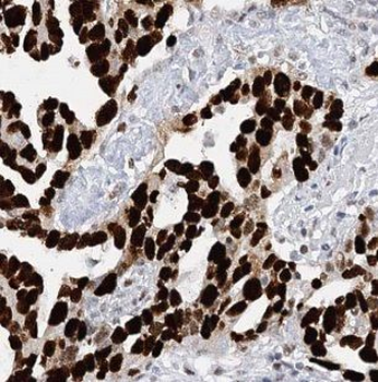 MAGOH Antibody