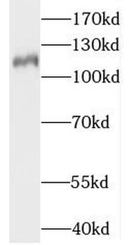 MAML1 Antibody