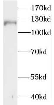 MAML3 Antibody