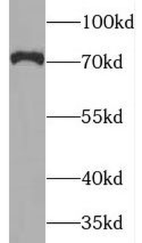 MAN1A2 Antibody