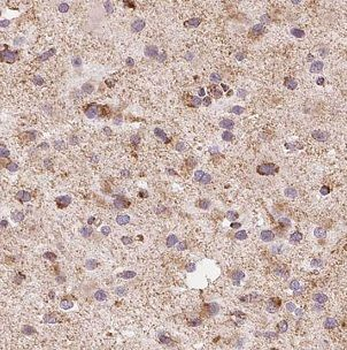 MAOB Rabbit Polyclonal Antibody
