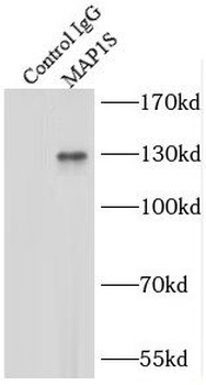 MAP1S Antibody