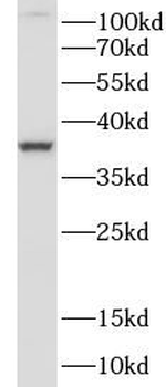 MAP2K6 Antibody