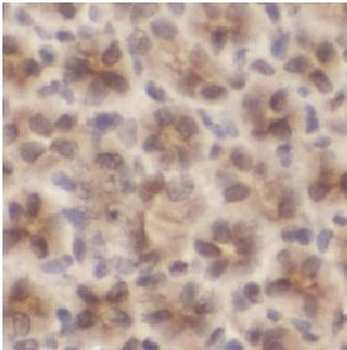 MAP2K6 Antibody