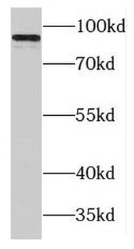 MAP4K1 Antibody