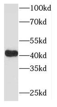 MAPK11 Antibody